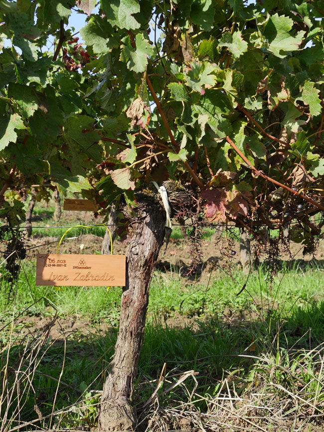 Виноградник на урожай